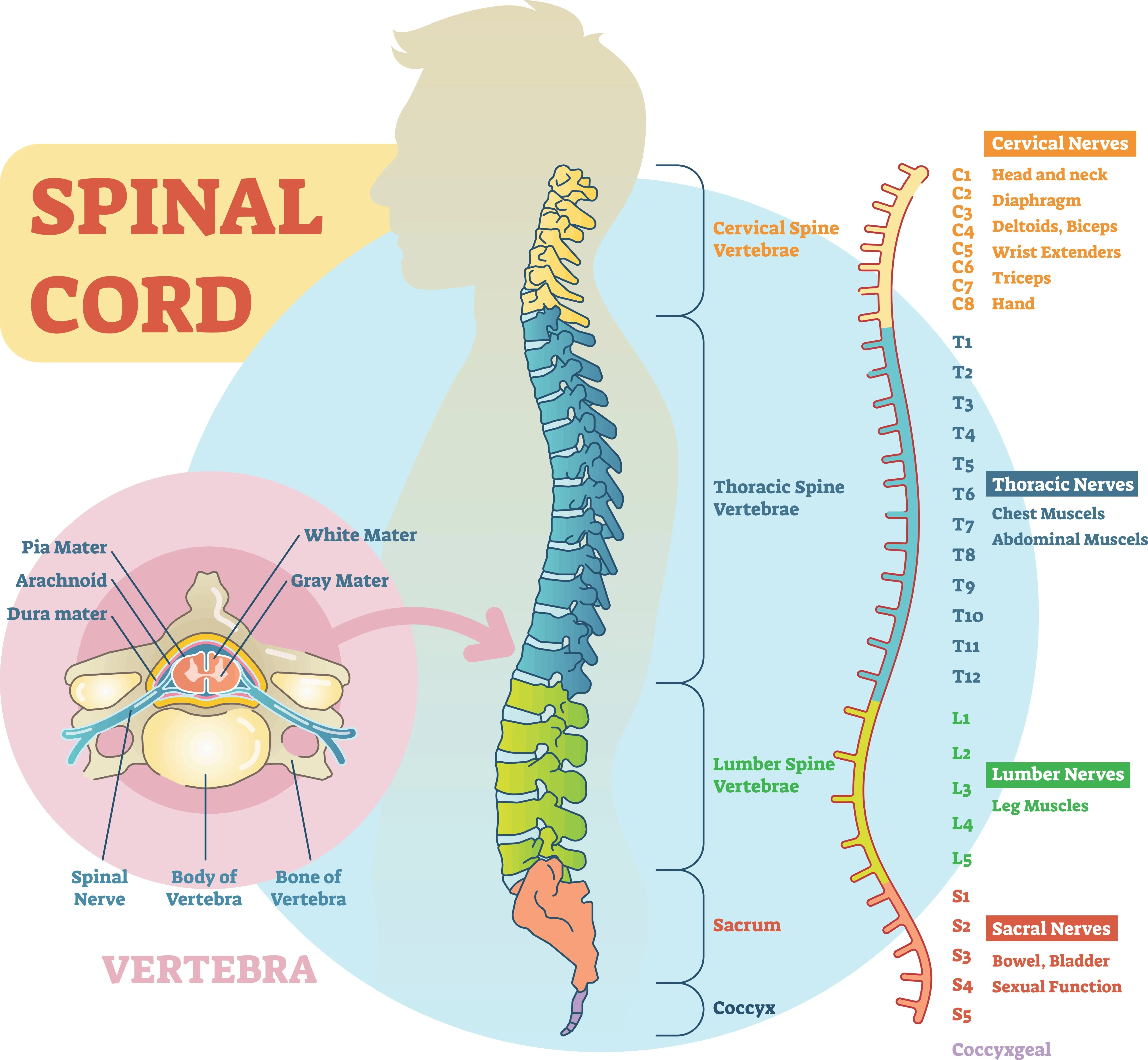 Science Diagram Pillow Spine / Spinal Anatomy / Spinal Cord / Vertebrae /  Chiropractor Gift / Chiropractic / Orthopedic Doctor Gift 