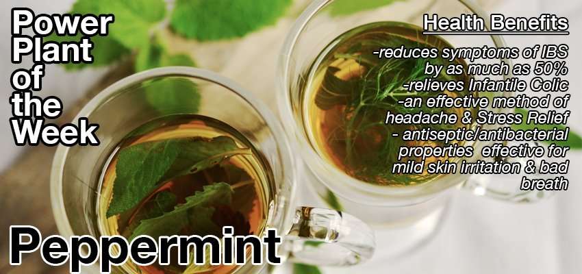 PowerPlantoftheWeek2