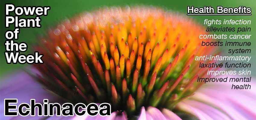 echinacea